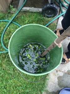  Stirring the cucumbers clean